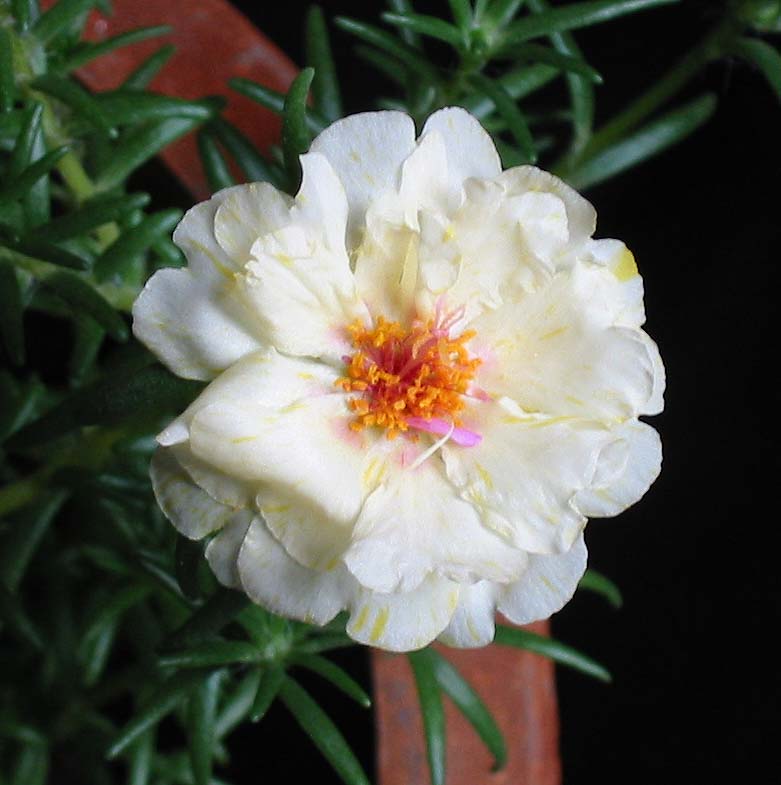 �ҵ�̫����