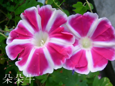 ţ���ܡ���ǣţ�ࣨ�������ͼ��