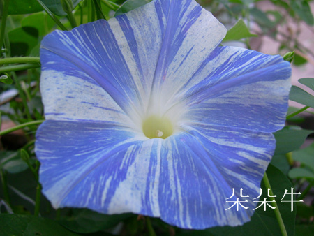 ţ���ܡ���ǣţ�ࣨ�������ͼ��