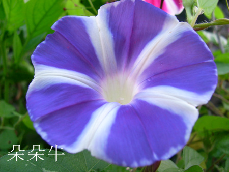 ţ���ܡ���ǣţ�ࣨ�������ͼ��