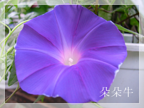 ţ���ܡ���ǣţ�ࣨ�������ͼ��