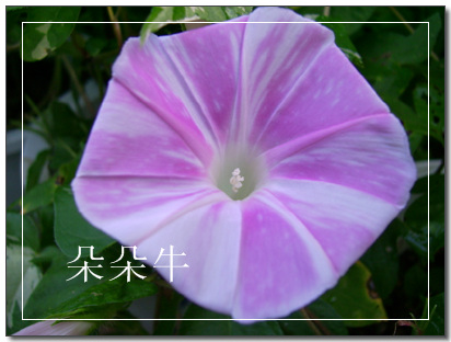 ţ���ܡ���ǣţ�ࣨ�������ͼ��