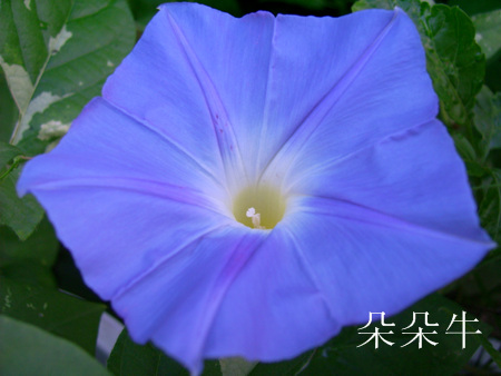 ţ���ܡ���ǣţ�ࣨ�������ͼ��