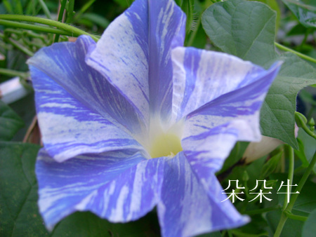 ţ���ܡ���ǣţ�ࣨ�������ͼ��