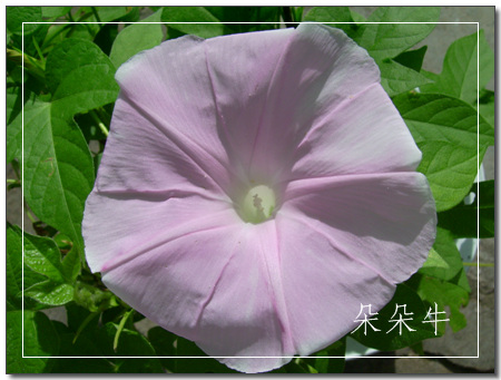 ţ���ܡ���ǣţ�ࣨ�������ͼ��