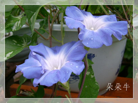 ţ���ܡ���ǣţ�ࣨ�������ͼ��