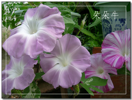 ţ���ܡ���ǣţ�ࣨ�������ͼ��