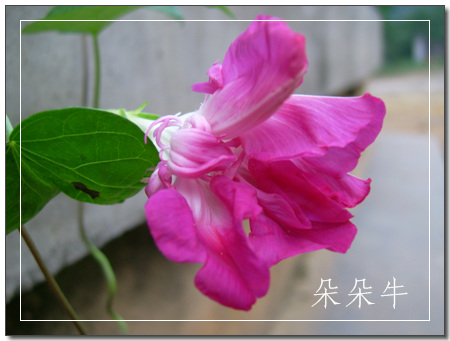 ţ���ܡ���ǣţ�ࣨ�������ͼ��