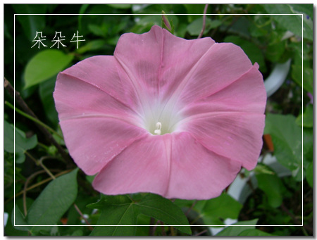 ţ���ܡ���ǣţ�ࣨ�������ͼ��