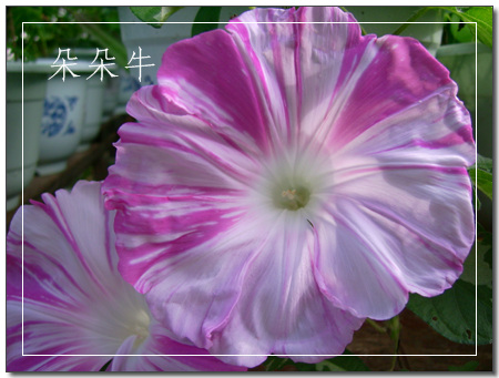 ţ���ܡ���ǣţ�ࣨ�������ͼ��