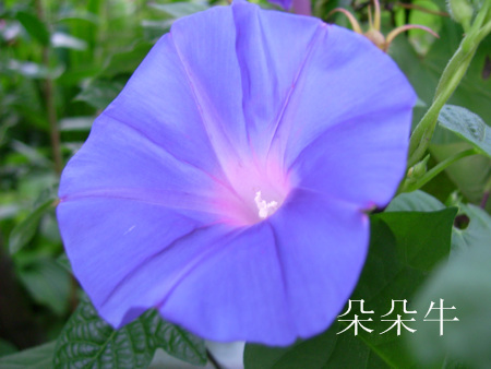 ţ���ܡ���ǣţ�ࣨ�������ͼ��