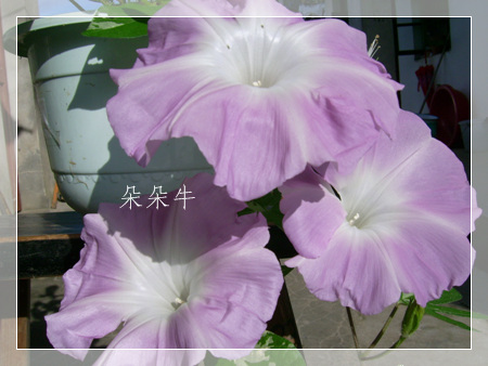 ţ���ܡ���ǣţ�ࣨ�������ͼ��