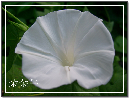 ţ���ܡ���ǣţ�ࣨ�������ͼ��