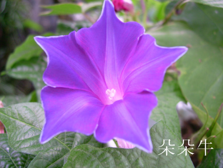 ţ���ܡ���ǣţ�ࣨ�������ͼ��