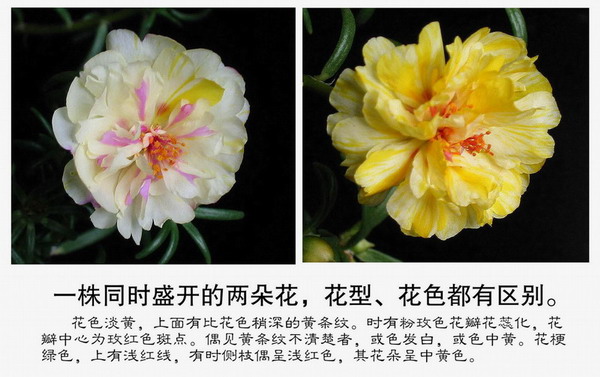 �ҵ�̫����