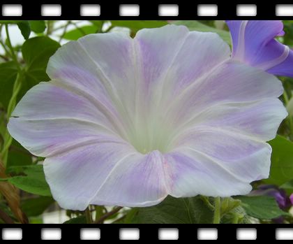 ţ���ܡ���ǣţ�ࣨ�������ͼ��