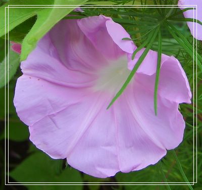 ţ���ܡ���ǣţ�ࣨ�������ͼ��