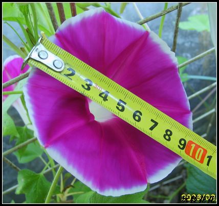 ţ���ܡ���ǣţ�ࣨ�������ͼ��