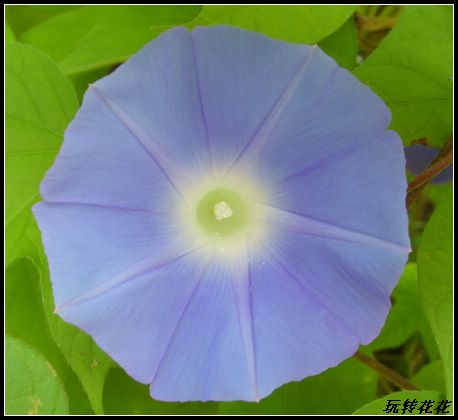 ţ���ܡ���ǣţ�ࣨ�������ͼ��