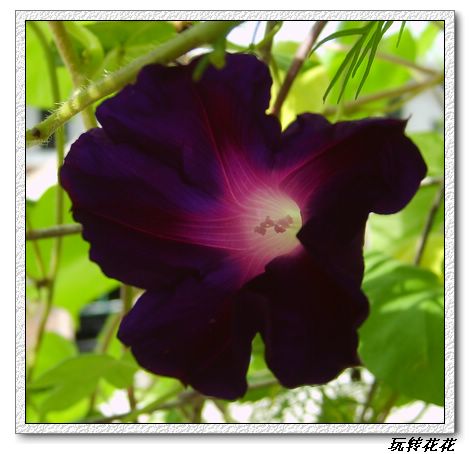 ţ���ܡ���ǣţ�ࣨ�������ͼ��