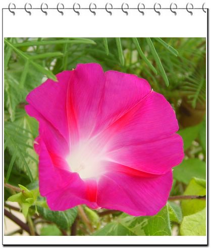 ţ���ܡ���ǣţ�ࣨ�������ͼ��