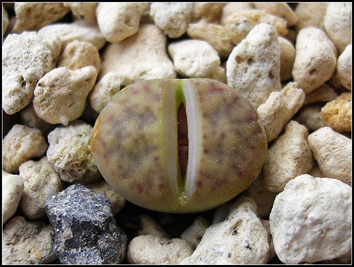 [��ƪ��ֲ��¼]żҲ��PG��������ӭ�����ģ���P7pg������ʧһԱ�󽫣�