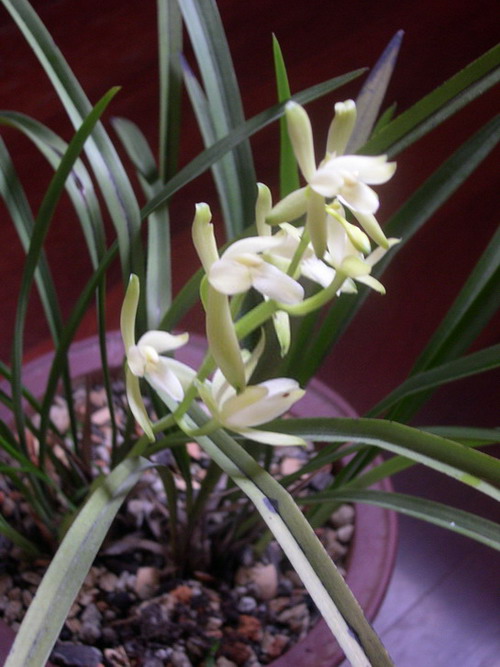 ż��������������������PL����