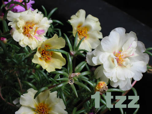 �ҵ�̫����