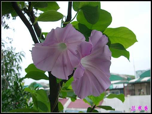 ţ���ܡ���ǣţ�ࣨ�������ͼ��