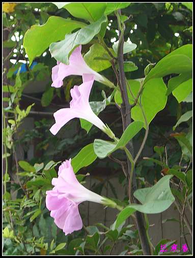 ţ���ܡ���ǣţ�ࣨ�������ͼ��