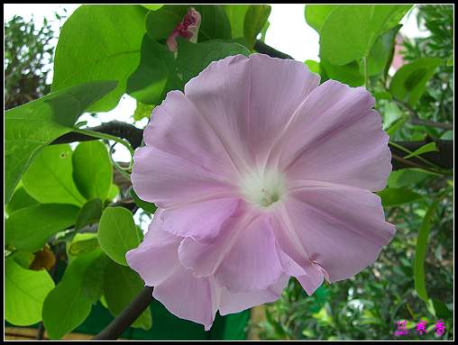 �Ҽҵ�ֻ�����ֿ���:��XYP�ֵ�