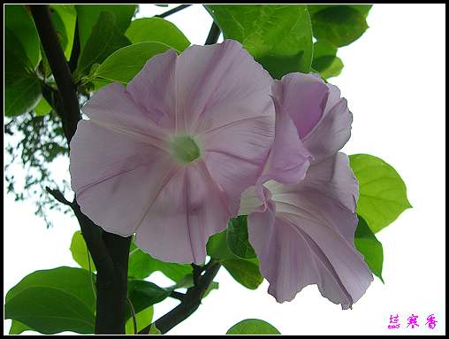 �Ҽҵ�ֻ�����ֿ���:��XYP�ֵ�