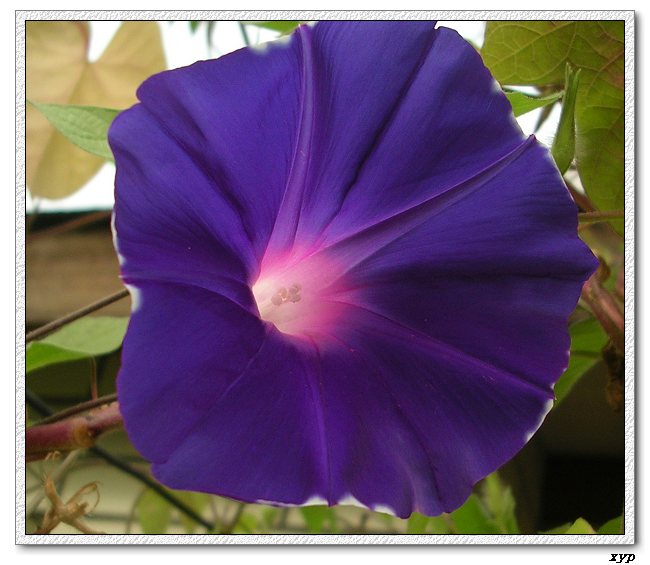 ţ���ܡ���ǣţ�ࣨ�������ͼ��