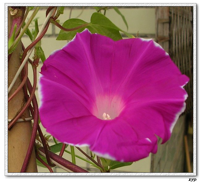 ţ���ܡ���ǣţ�ࣨ�������ͼ��