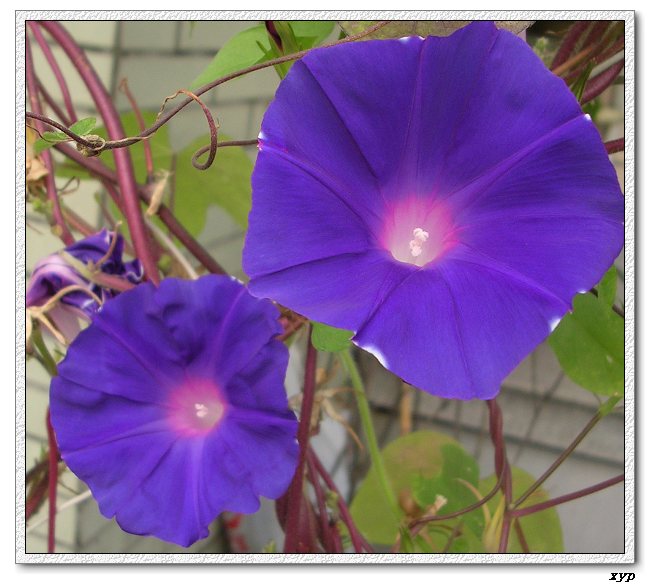 ţ���ܡ���ǣţ�ࣨ�������ͼ��