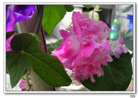 ţ���ܡ���ǣţ�ࣨ�������ͼ��