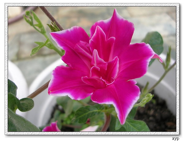 ţ���ܡ���ǣţ�ࣨ�������ͼ��