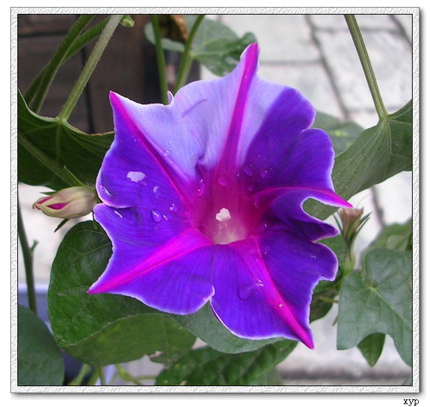 ţ���ܡ���ǣţ�ࣨ�������ͼ��