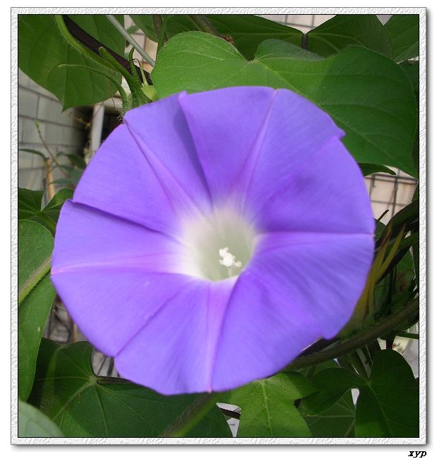 ţ���ܡ���ǣţ�ࣨ�������ͼ��