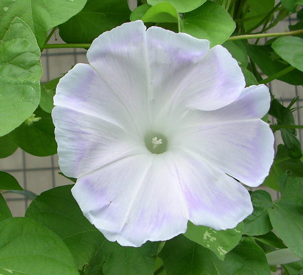 ţ���ܡ���ǣţ�ࣨ�������ͼ��