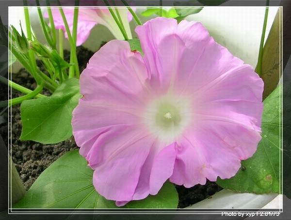 ţ���ܡ���ǣţ�ࣨ�������ͼ��