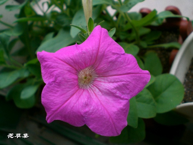 ţ����~~��ţ��(�������ͼ)