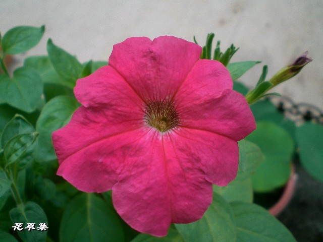 ţ����~~��ţ��(�������ͼ)