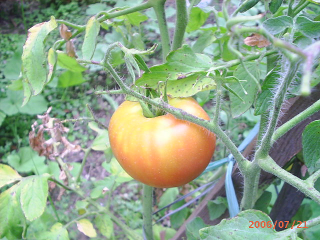 İ��һ������!(�н��)