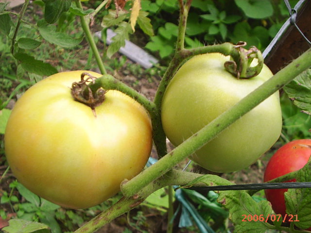 İ��һ������!(�н��)