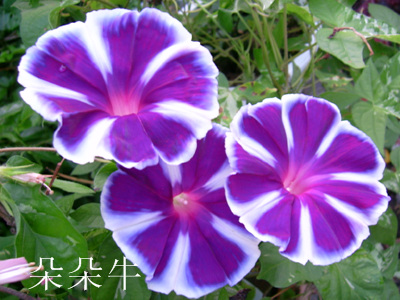 ��Ӱ��Ʒ�����������ң�8.18��ֹ