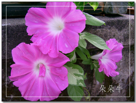 ��Ӱ��Ʒ�����������ң�8.18��ֹ