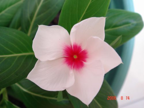 �ҵ����մ�(������)