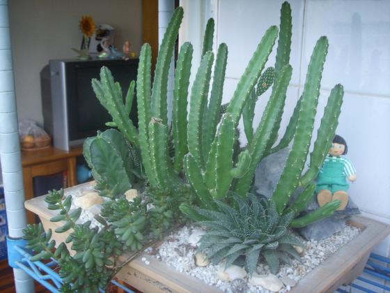 ��ʳ���������û�������(δ�����)