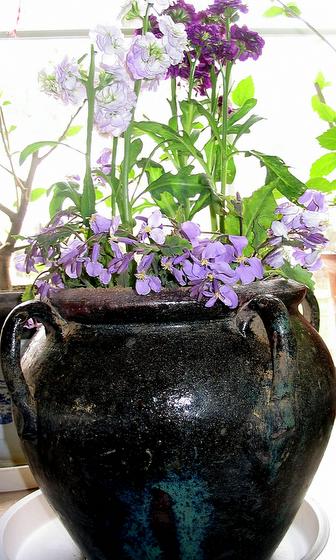 ��ʳ���������û�������(δ�����)